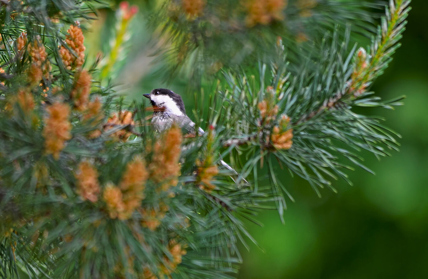 Chickadee in evergreen